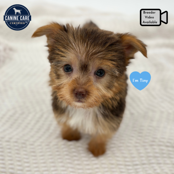 [#251636-04]  - Chocolate / Tan F Yorkshire Terrier Puppies for Sale