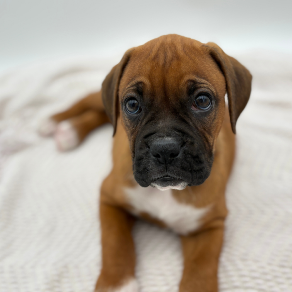 [#25253-04]  - Fawn / White F Boxer Puppies for Sale
