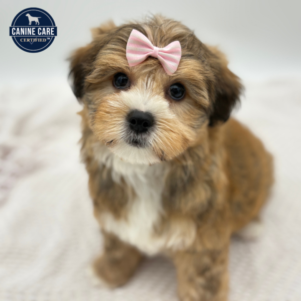 [#251492-03]  - Brown F Shorkie Puppies for Sale