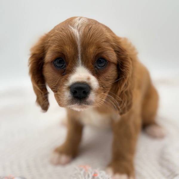 [#251608-01]  - Red M Cavalier King Charles Spaniel Puppies for Sale