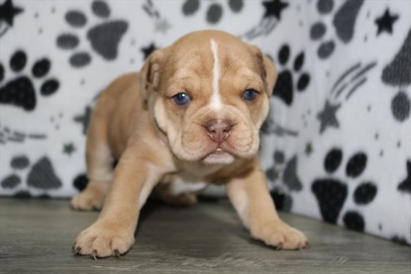 [#251757-01]  - Fawn Merle M Beabull 3/4 Puppies for Sale