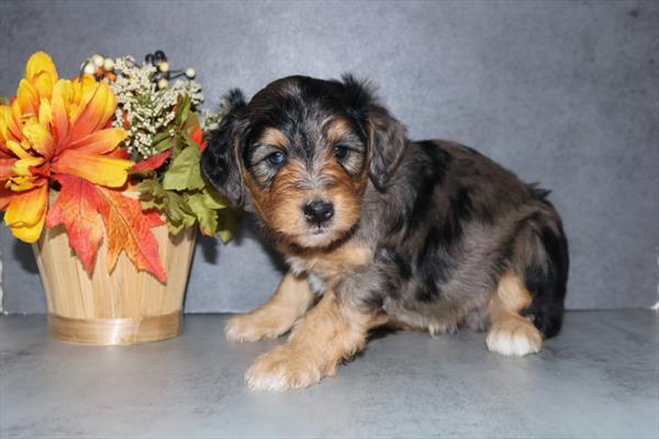 [#252380-03]  - Blue Merle M Aussiedoodle Puppies for Sale