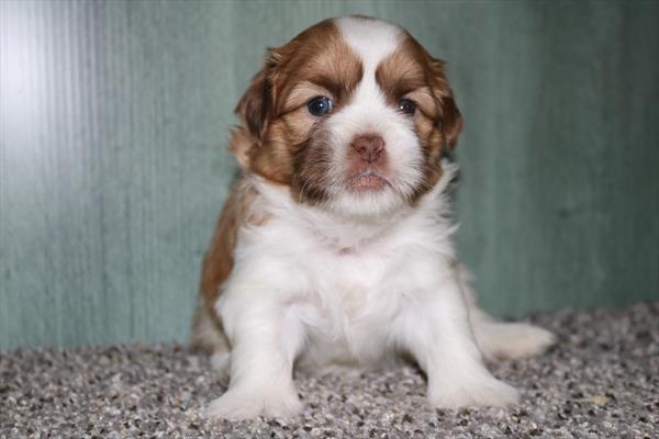 [#251796-01]  - Brown / White M Shih Tzu Puppies for Sale