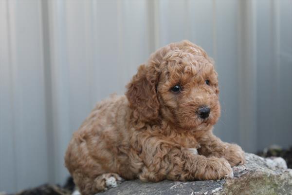 [#252224-04]  - Red F Poodle Mini Puppies for Sale