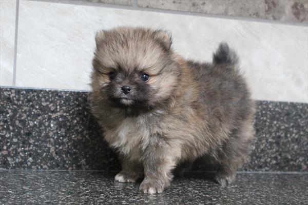 [#252254-02]  - Red Sable M Pomeranian Puppies for Sale