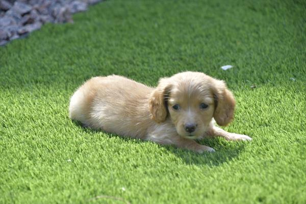 [#252314-05]  - Tan / White F Dachshund Puppies for Sale