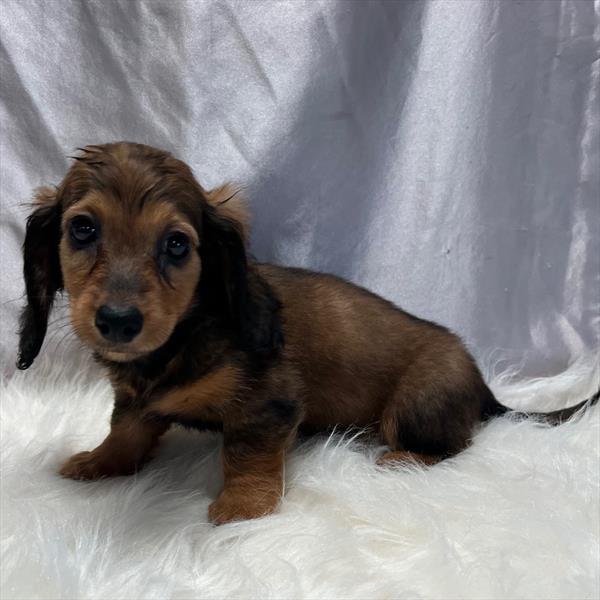 [#25770-01]  - Sable M Dachshund Puppies for Sale