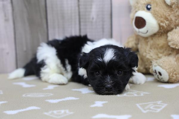 [#252575-01]  - Black / White M Havanese Puppies for Sale