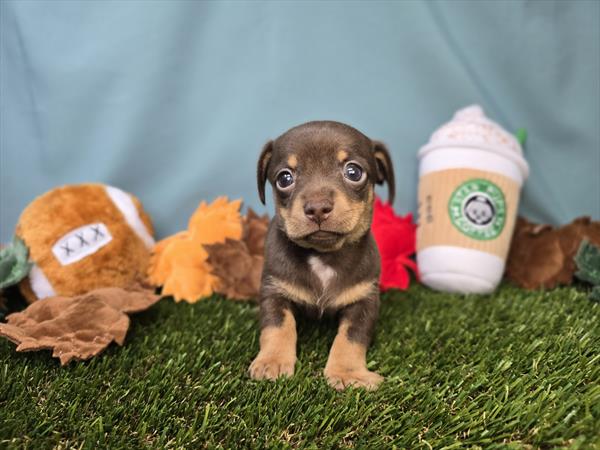 [#25816-01]  - Chocolate M Chiweenie Puppies for Sale