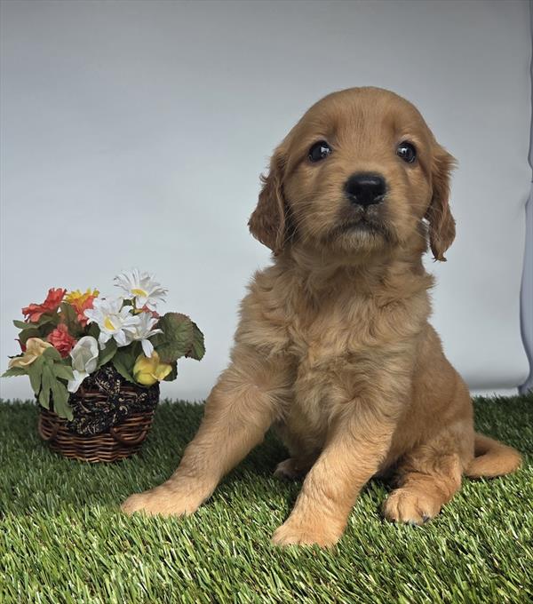 [#25839-01]  - Golden F Golden Retriever Puppies for Sale