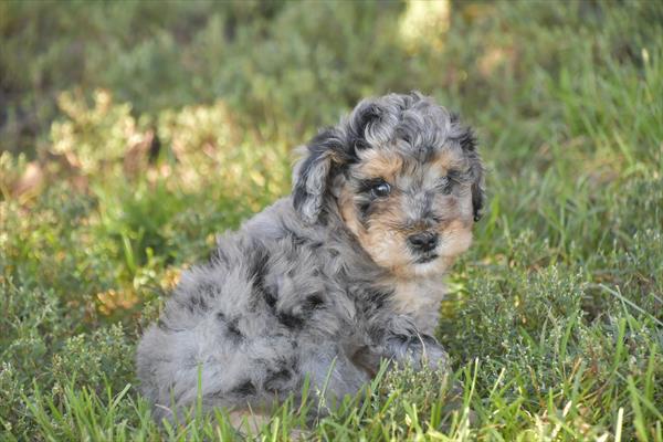 [#252471-02]  - Blue Merle / White M Poodle Puppies for Sale