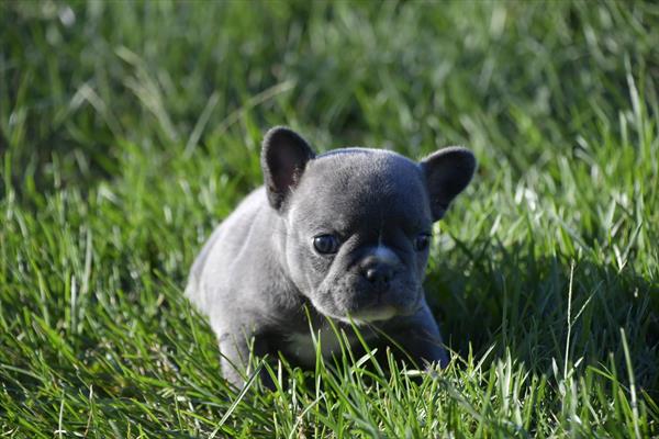 [#252641-03]  - Blue F French Bulldog Puppies for Sale