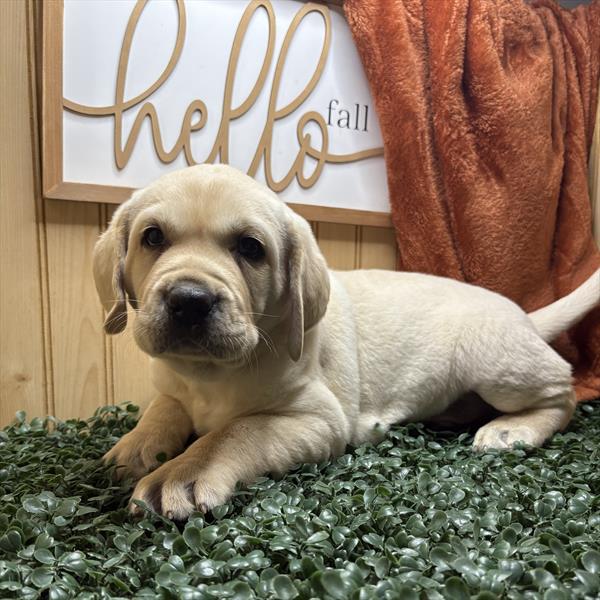 [#252325-03]  - Yellow M Labrador Retriever Puppies for Sale