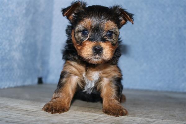[#252028-02]  - Black / Tan M Yorkshire Terrier Puppies for Sale
