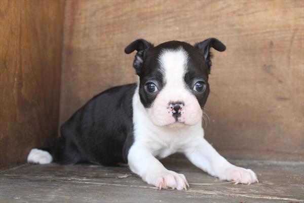 [#252373-06]  - Black / White F Boston Terrier Puppies for Sale