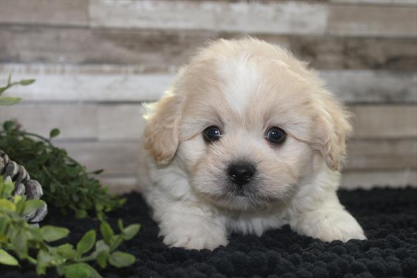 [#252399-03]  - Apricot M PekeAPoo Puppies for Sale