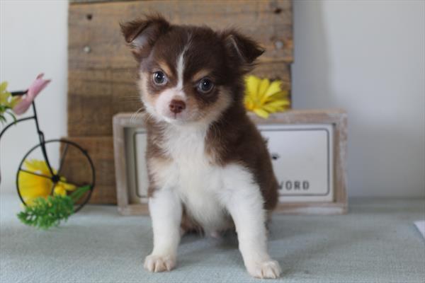 [#252286-03]  - Chocolate / White M Chihuahua Puppies for Sale