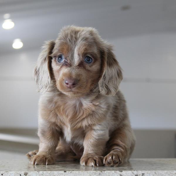 [#252574-03]  - Chocolate M Dachshund Puppies for Sale