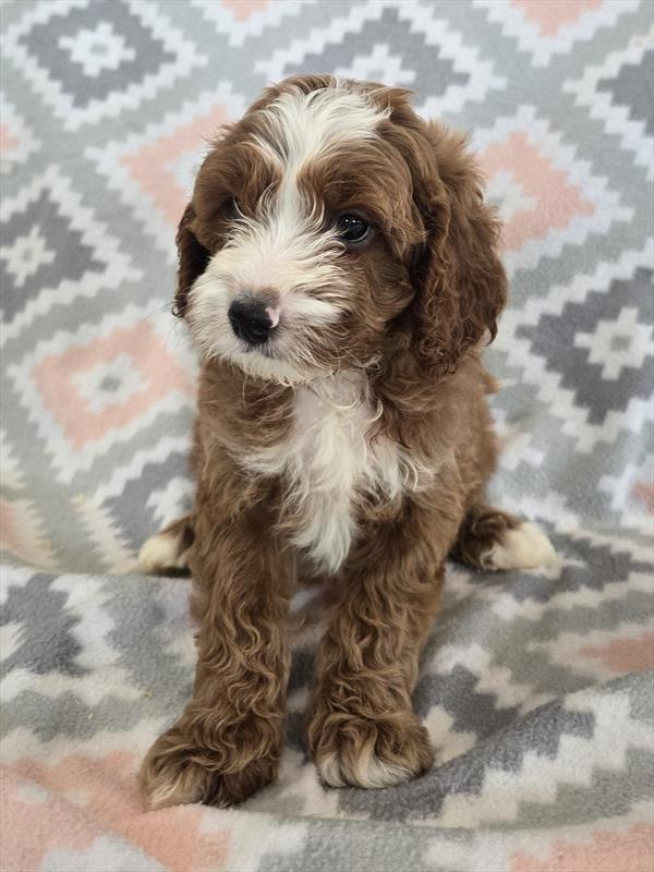 [#252559-01]  - Red / White M Cavapoo F2 Puppies for Sale