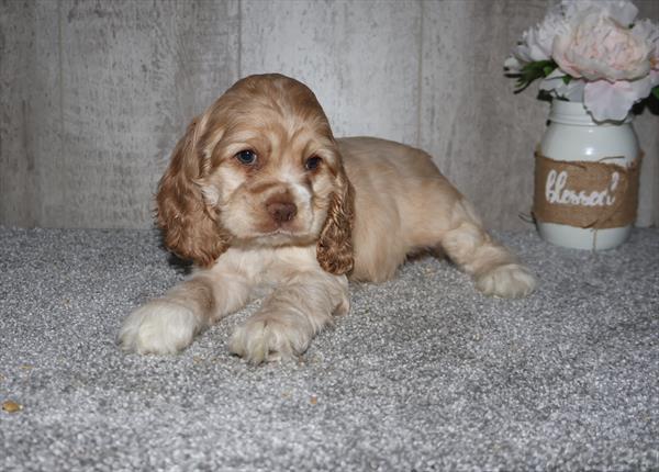 [#252600-01]  - Tan M Cocker Spaniel Puppies for Sale