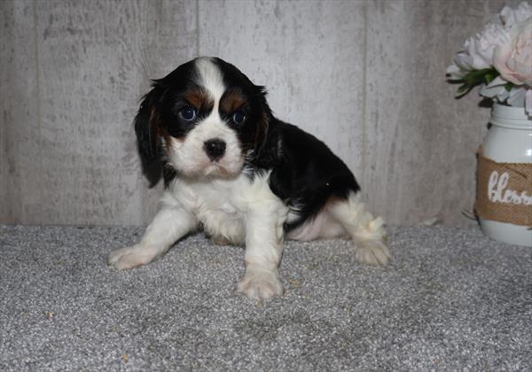 [#252601-02]  - Tri-Colored F Cavalier King Charles Spaniel Puppies for Sale