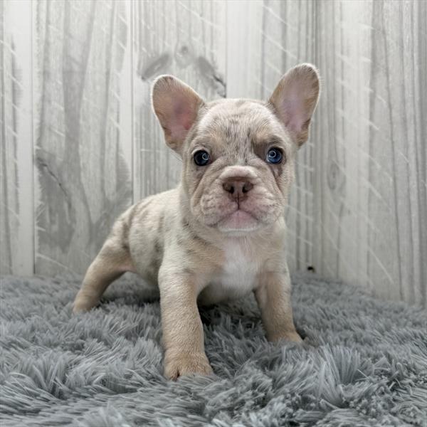 [#252492-01]  - Isabella M French Bulldog Puppies for Sale