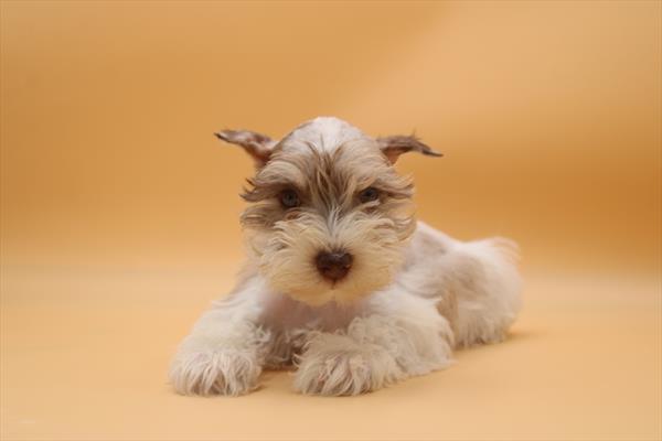 [#252385-05]  - Chocolate Merle F Miniature Schnauzer Puppies for Sale