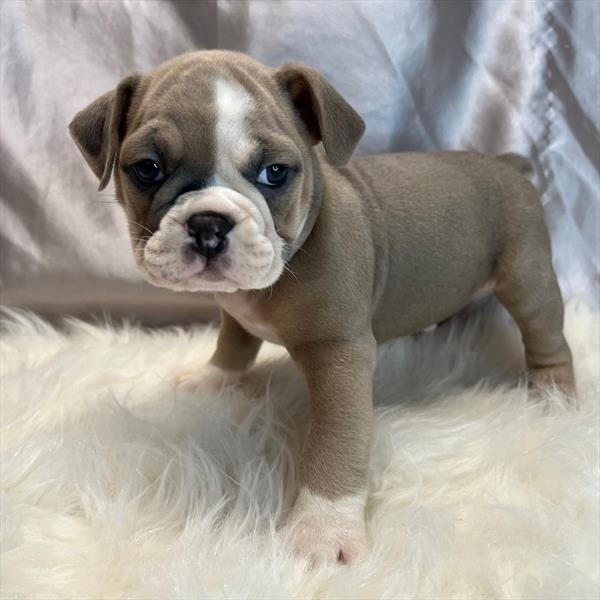 [#25799-06]  - Blue Fawn M Olde English Bulldogge Puppies for Sale