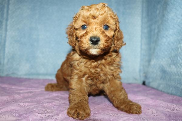 [#251882-05]  - Red M Cavapoo F1B Puppies for Sale