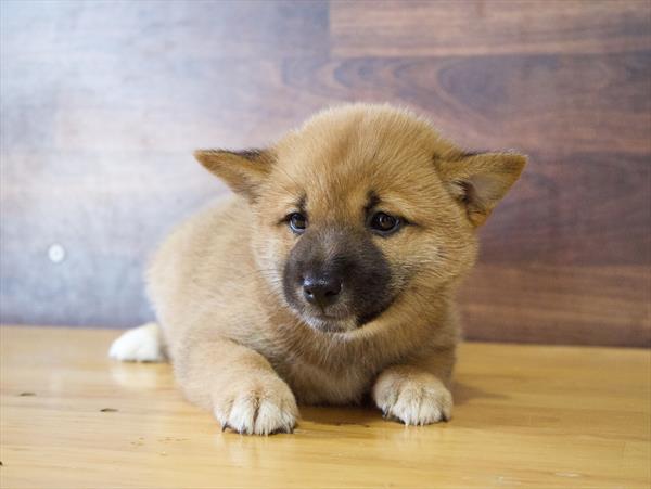 [#252426-03]  - Red F Shiba Inu Puppies for Sale