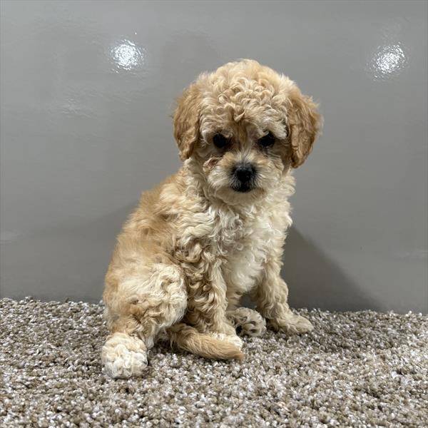 [#252404-06]  - Apricot F Cavapoo Puppies for Sale