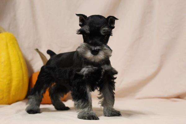 [#251842-04]  - Black / Silver F Miniature Schnauzer Puppies for Sale
