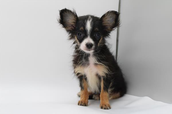 [#251984-02]  - Black / White M Chihuahua Puppies for Sale