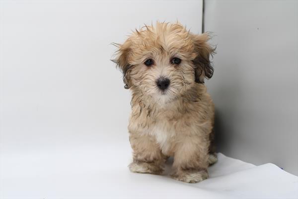 [#252769-02]  - Sable F Coton de Tulear Puppies for Sale