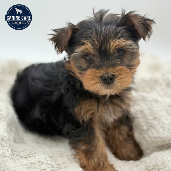 [#252028-02]  - Black / Tan M Yorkshire Terrier Puppies for Sale