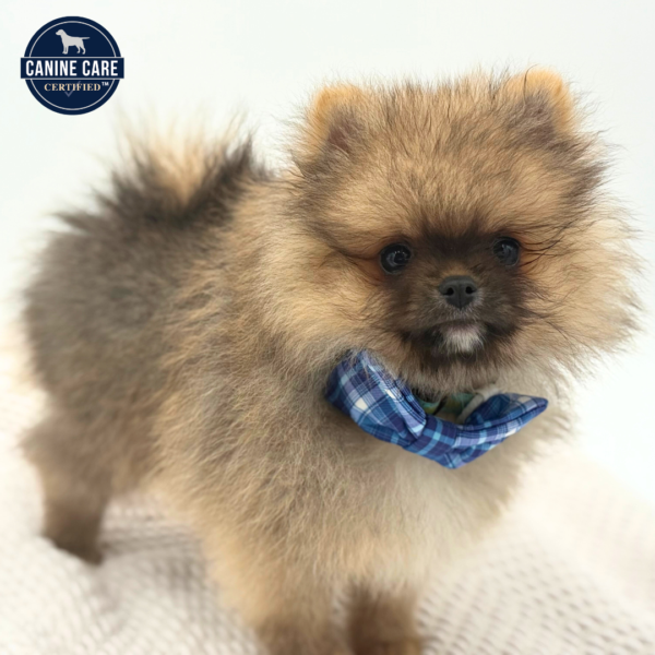 [#252254-02]  - Red Sable M Pomeranian Puppies for Sale