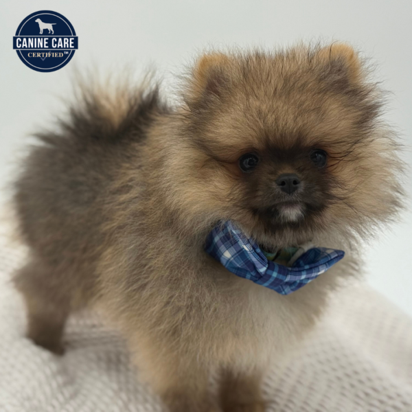 [#252254-02]  - Red Sable M Pomeranian Puppies for Sale