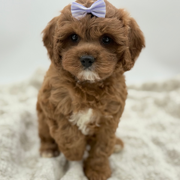 [#252587-04]  - Red / White F Cavapoo Puppies for Sale