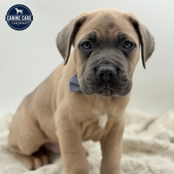 [#252973-04]  - Fawn Brindle M Cane Corso Puppies for Sale