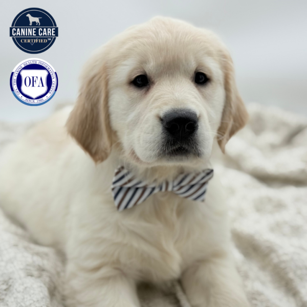 [#252752-04]  - Light Golden F Golden Retriever Puppies for Sale
