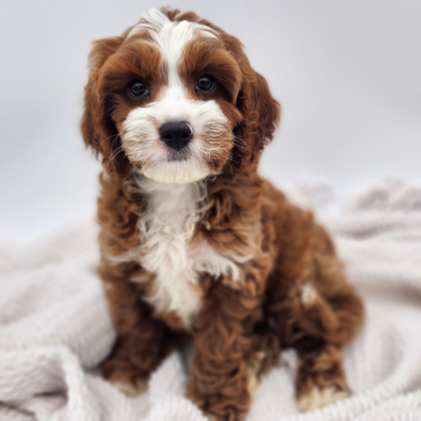 [#252559-01]  - Red / White M Cavapoo F2 Puppies for Sale
