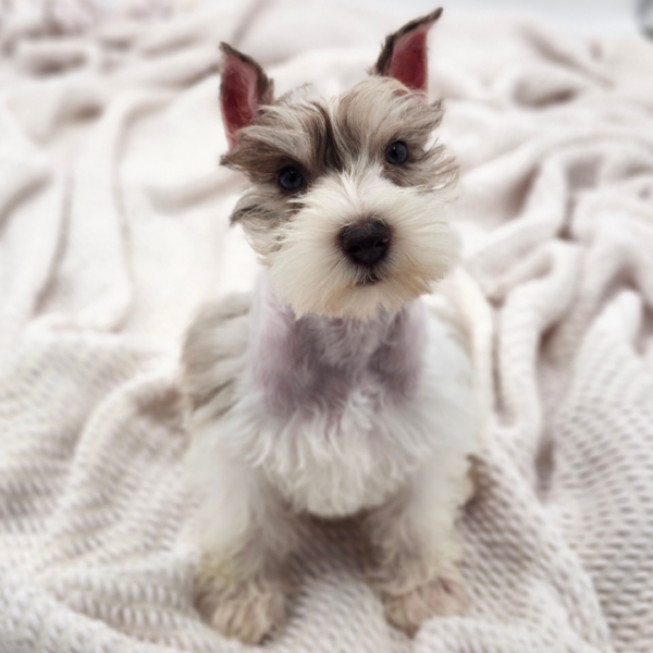 [#252385-05]  - Chocolate Merle F Miniature Schnauzer Puppies for Sale