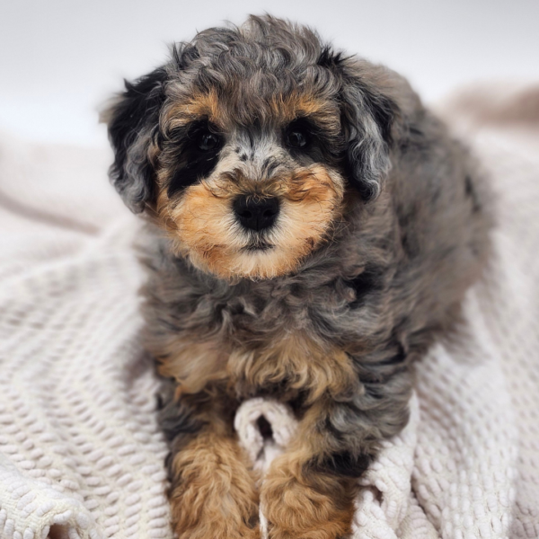 [#252471-02]  - Blue Merle / White M Poodle Puppies for Sale