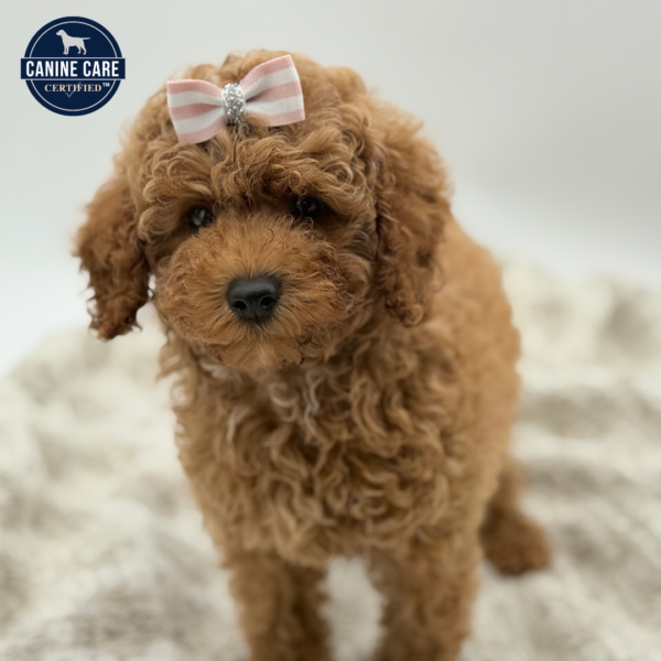 [#252654-06]  - Red F Poodle Puppies for Sale