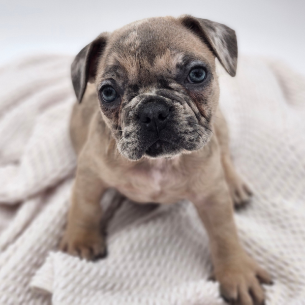 [#251787-03]  - Blue Merle M French Bulldog Puppies for Sale