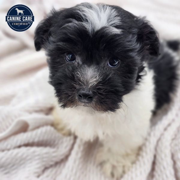 [#252575-01]  - Black / White M Havanese Puppies for Sale