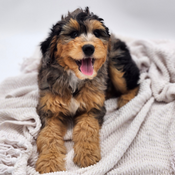[#252380-03]  - Blue Merle M Aussiedoodle Puppies for Sale