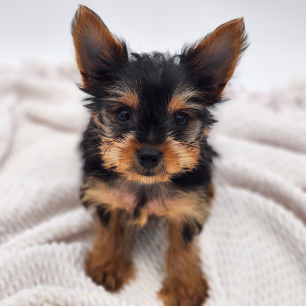 [#252395-01]  - Black / Tan M Yorkshire Terrier Puppies for Sale