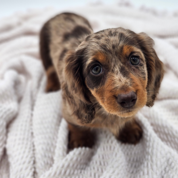 [#252651-02]  - Brown / Tan F Dachshund Puppies for Sale
