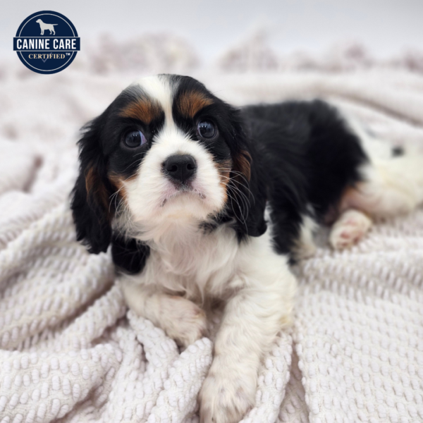 [#252601-02]  - Tri-Colored F Cavalier King Charles Spaniel Puppies for Sale